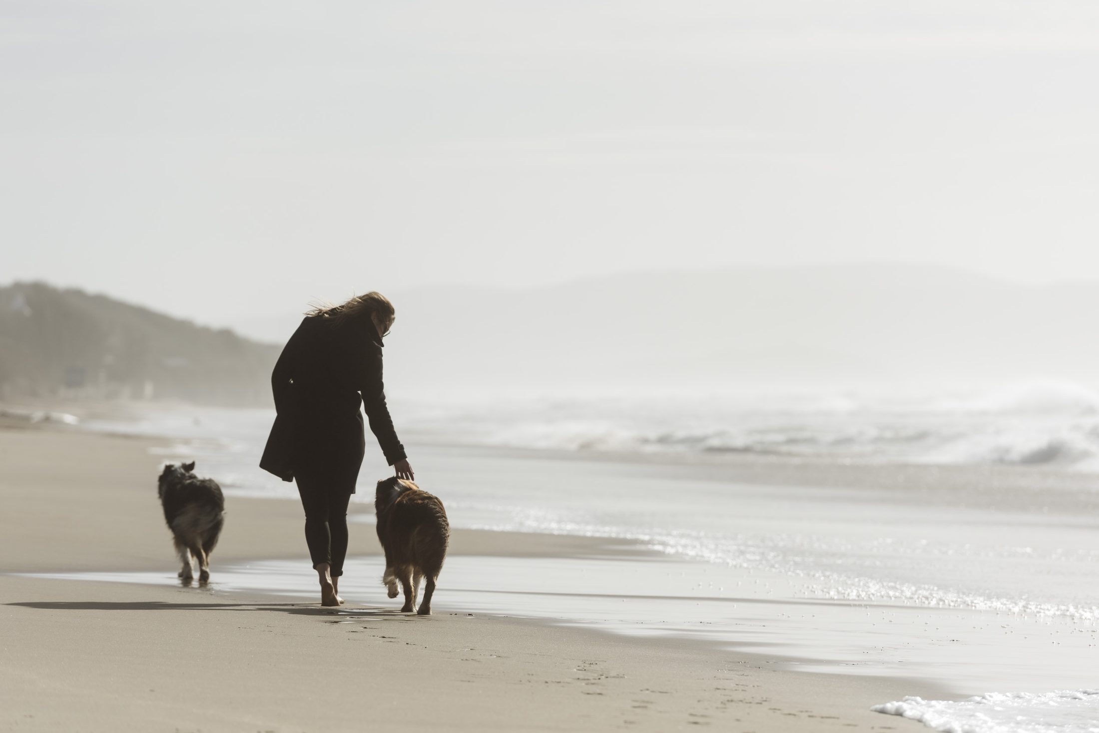 Dogs by the sea on the dog beach of San Vincenzo