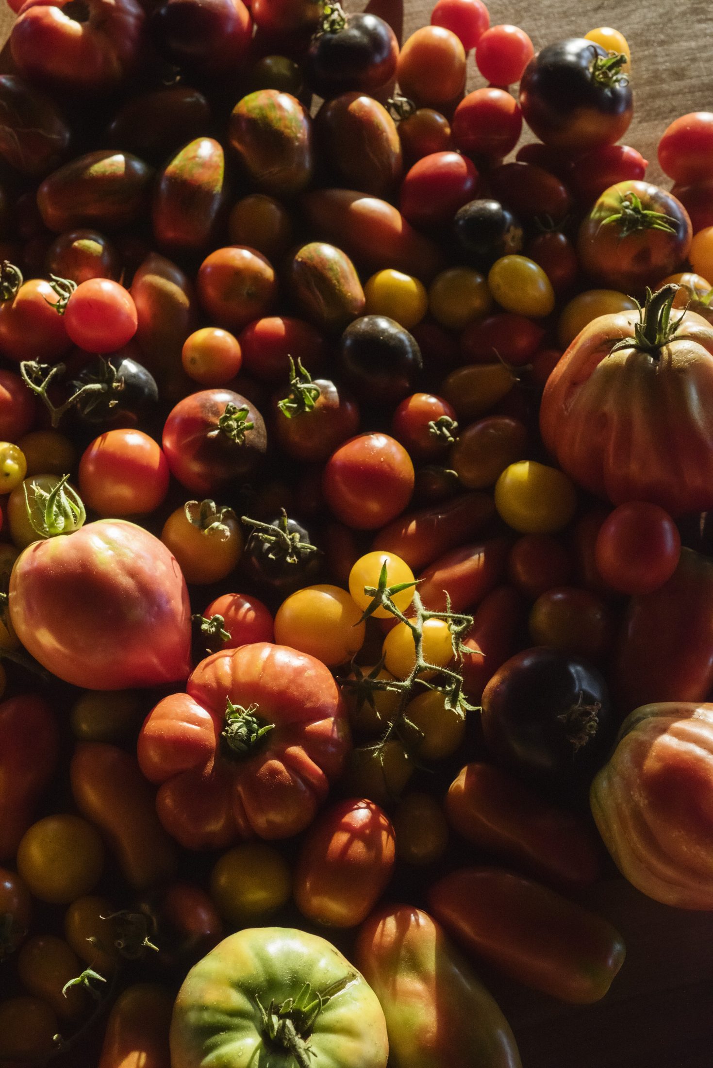 Pomodori antichi della tenuta di Poggio ai Santi