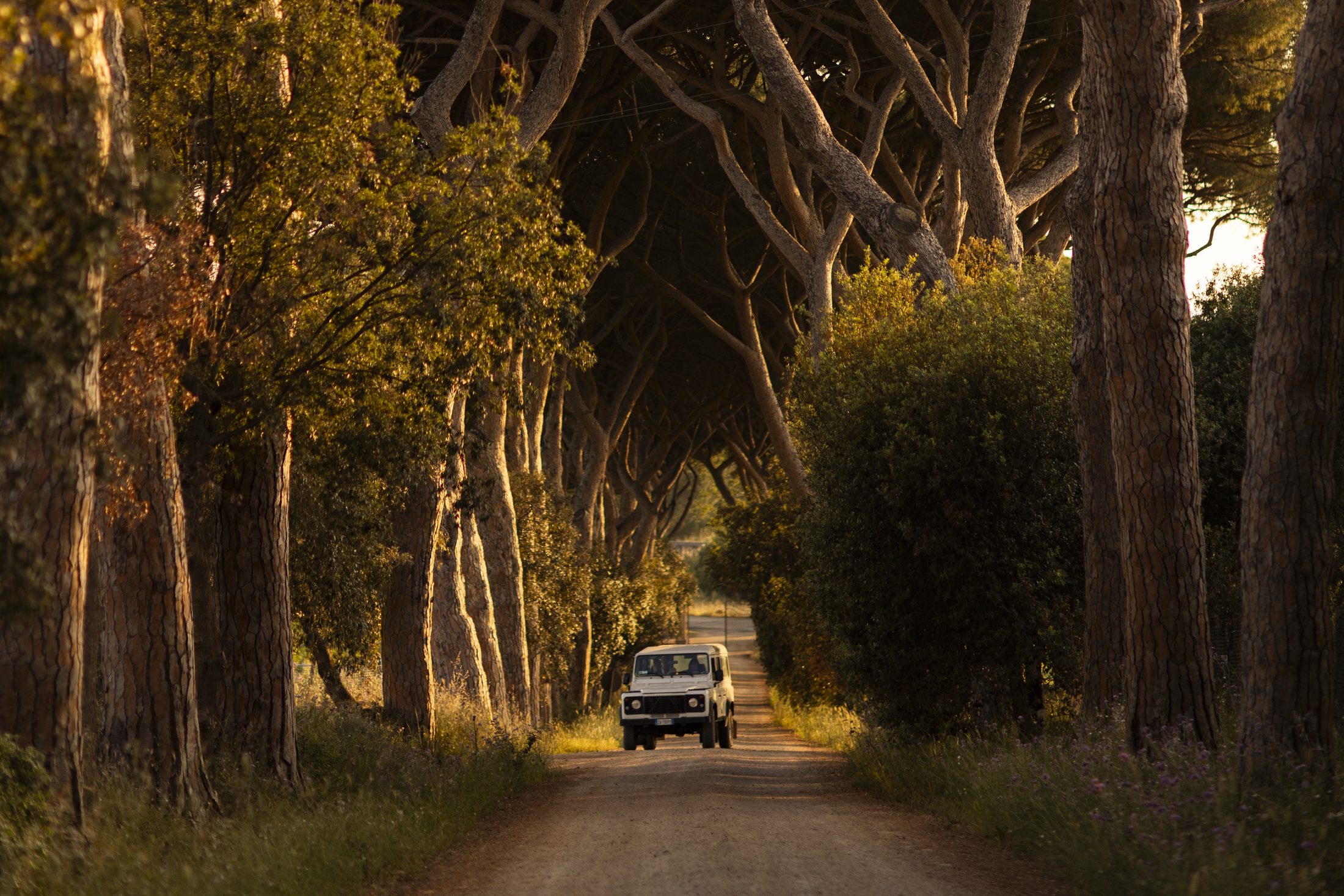 Between Bolgheri and the Val di Cornia, wine is part of the landscape. – c1d