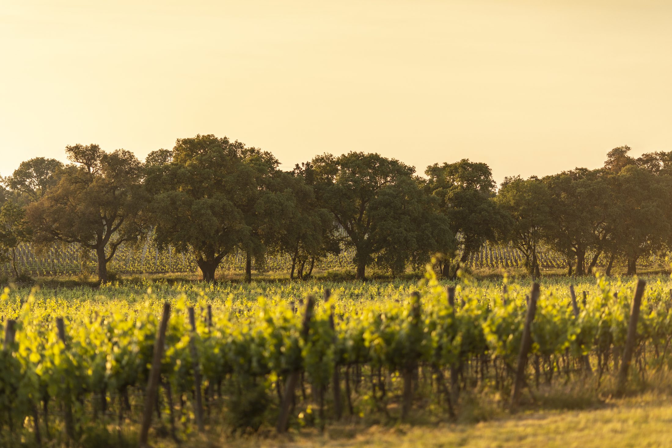 Vineyards and hills of the Etruscan Coast – Poggio ai Santi