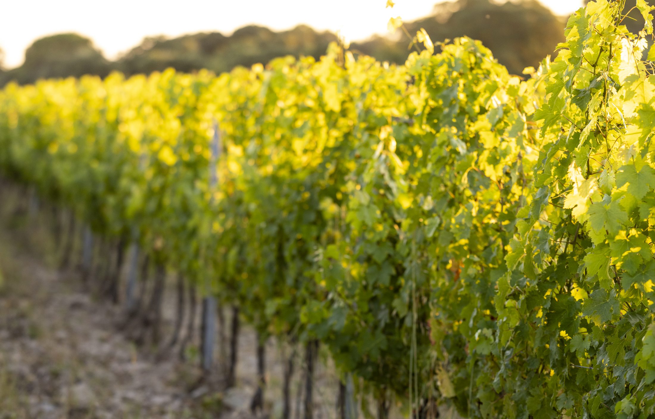 Vineyards and olive groves among the Tuscan hills