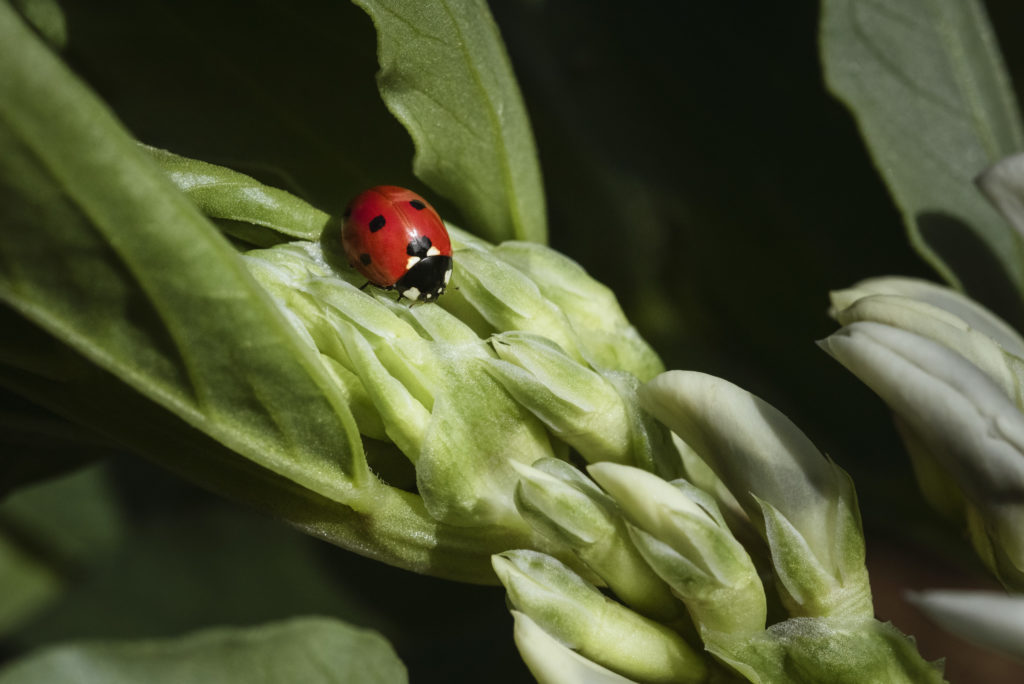 sostenibilità coccinella rossa insalata biologica naturale