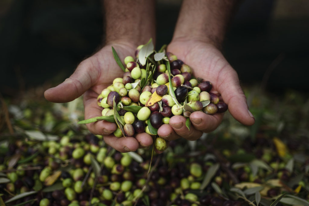 madre terra olive naturali autoctone poggio ai santi