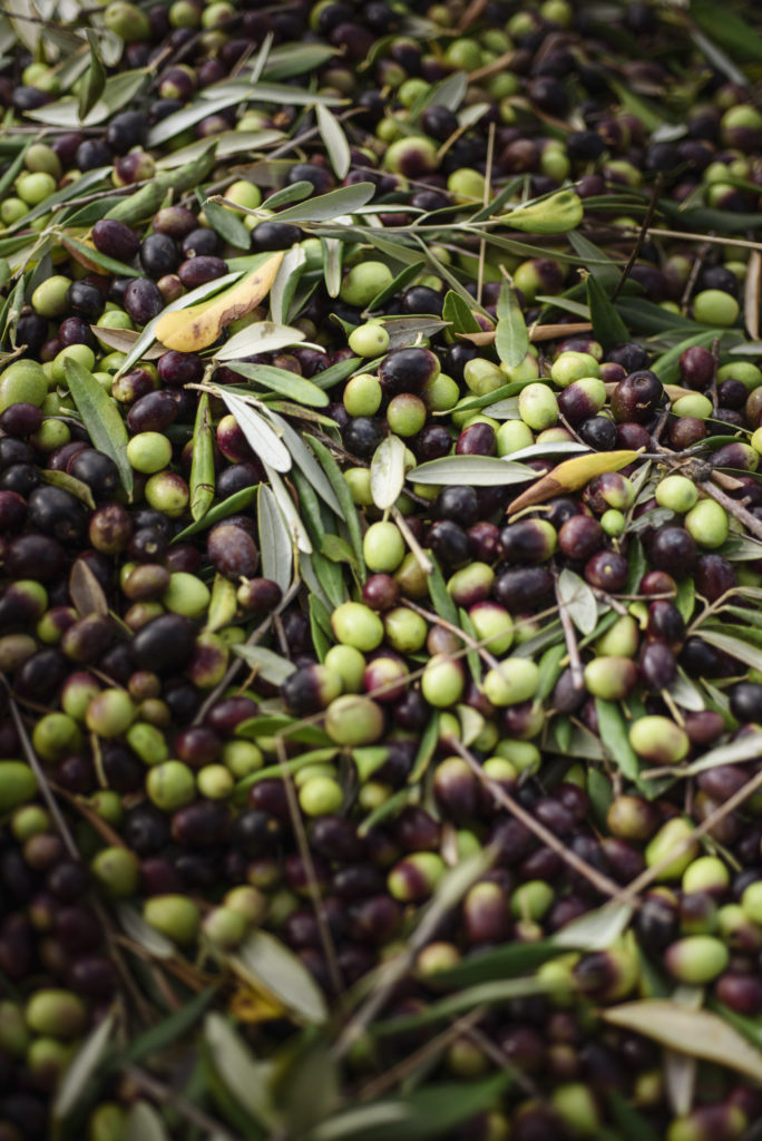 Olive biologiche