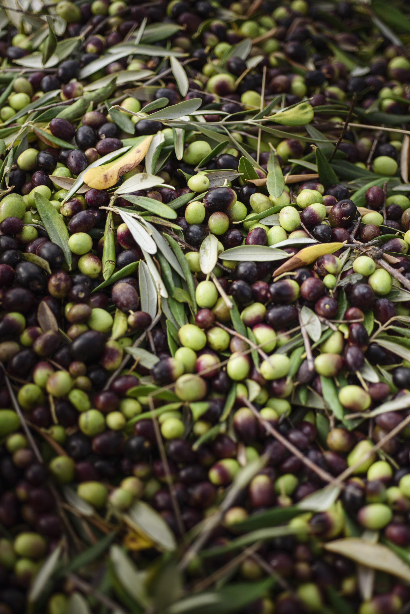 Olive biologiche