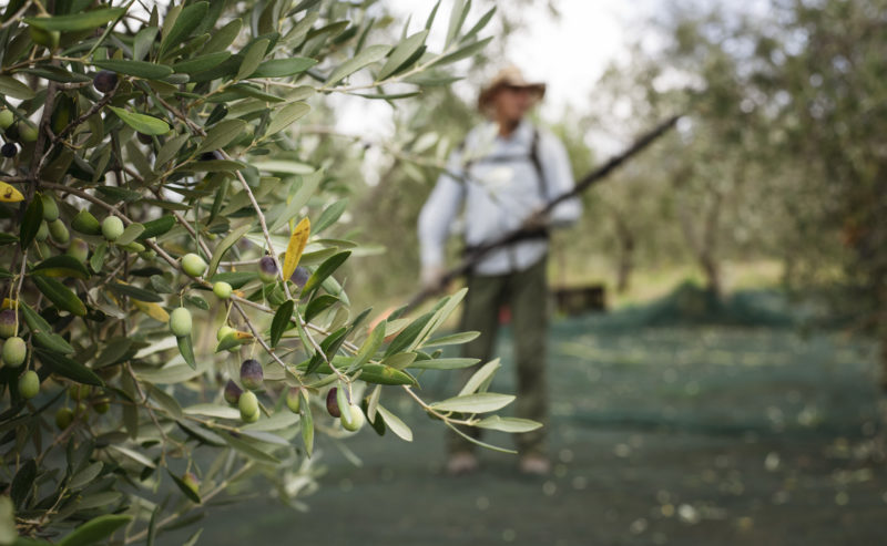 Emozioni tra gli Ulivi: La Raccolta delle Olive a Poggio ai Santi