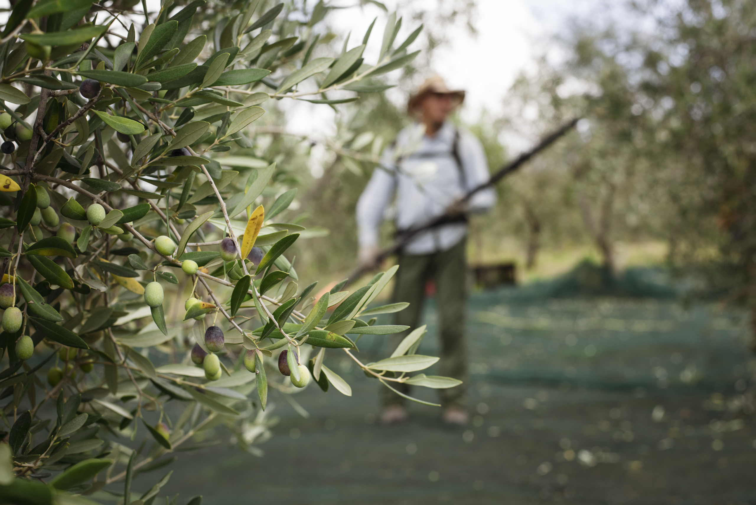 Emozioni tra gli Ulivi: La Raccolta delle Olive a Poggio ai Santi